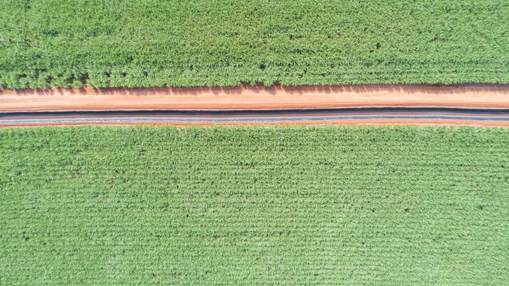 Sugar cane hasvest plantation aerial. Pipelines for the transport of renewable fuel. Aerial top view of a agriculture fields. Sugar Cane farm. Sugar cane fields view from the sky. photo