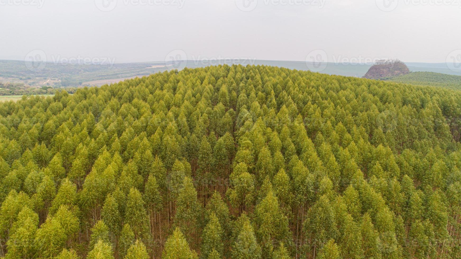 Plantation of eucalyptus trees, view from above. Eucalyptus forest. photo