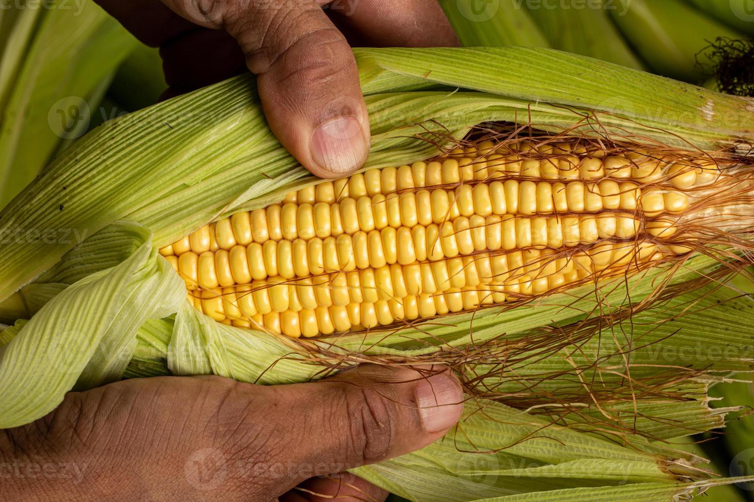 Fresh corn on cobs, closeup. Sweet corn ears background. photo