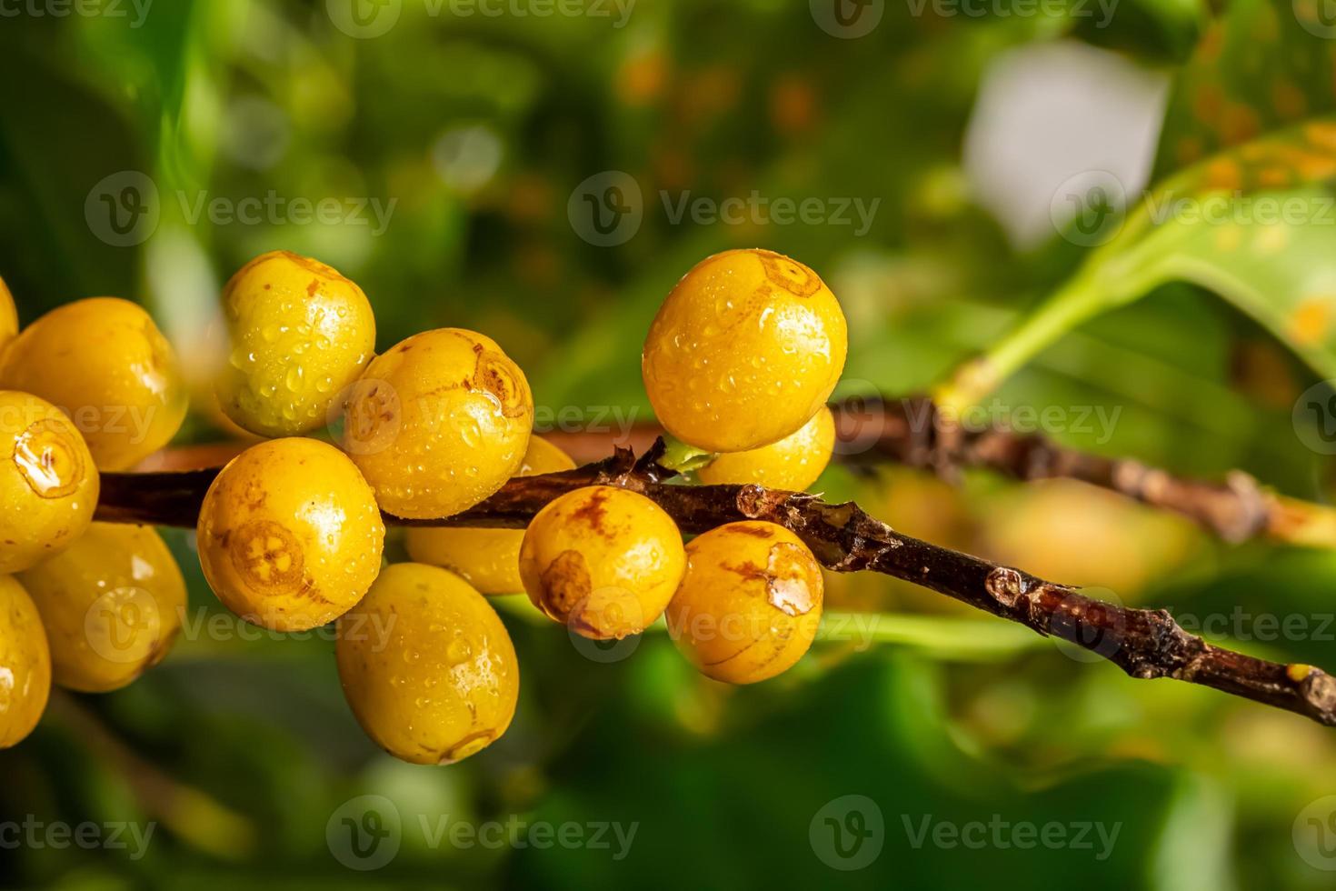 granos de café madurando, café fresco, rama de bayas amarillas, agricultura industrial en árboles. grano de café en el árbol. foto