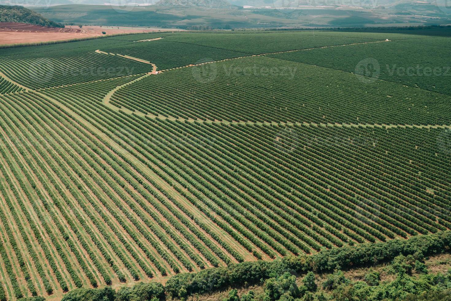 Aerial view of a coffee farm. Coffee plantation. Coffee growing photo