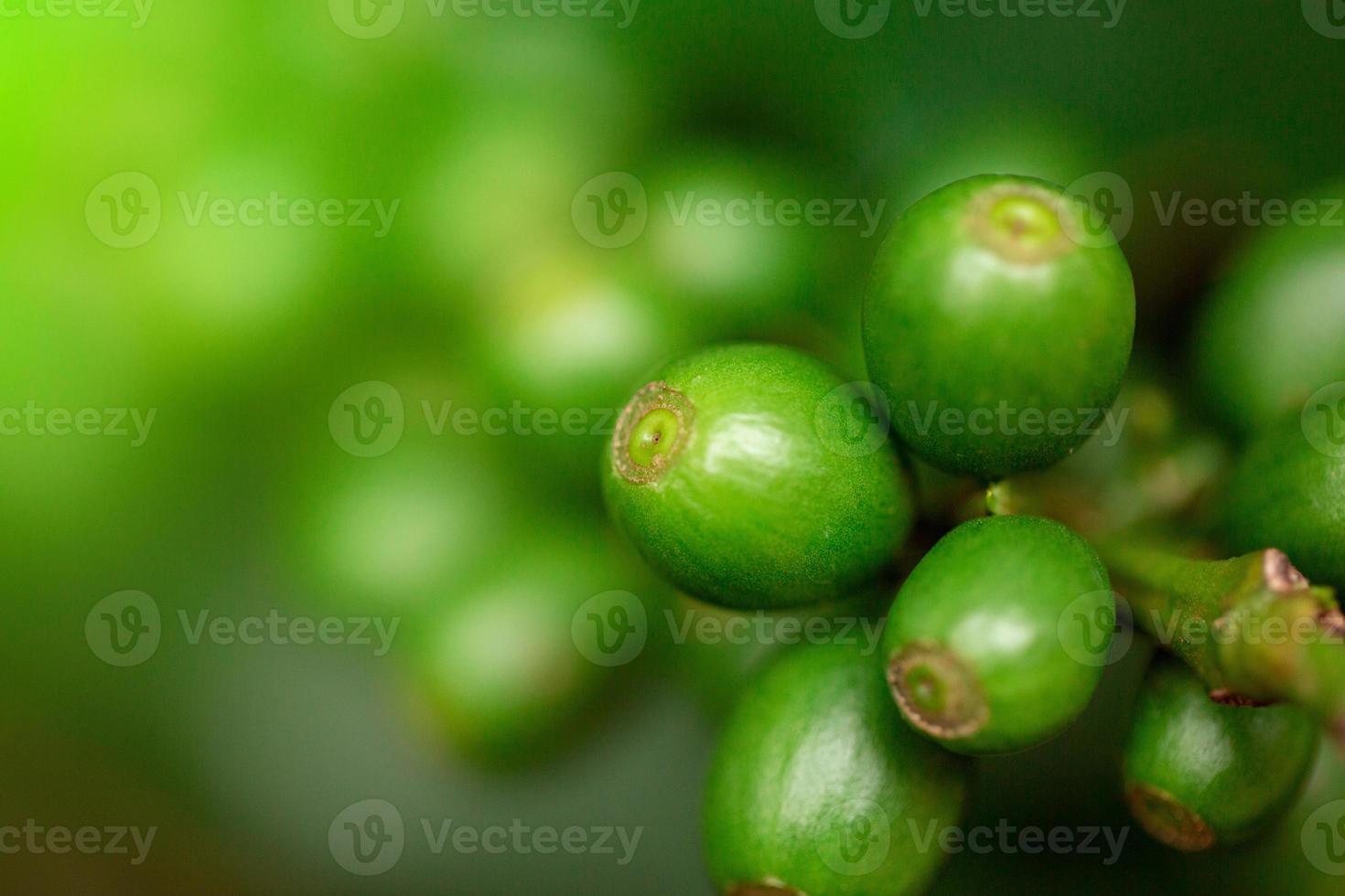 Coffee cherries. Coffee beans on coffee tree, branch of a coffee tree with ripe fruits with dew. Concept Image. photo