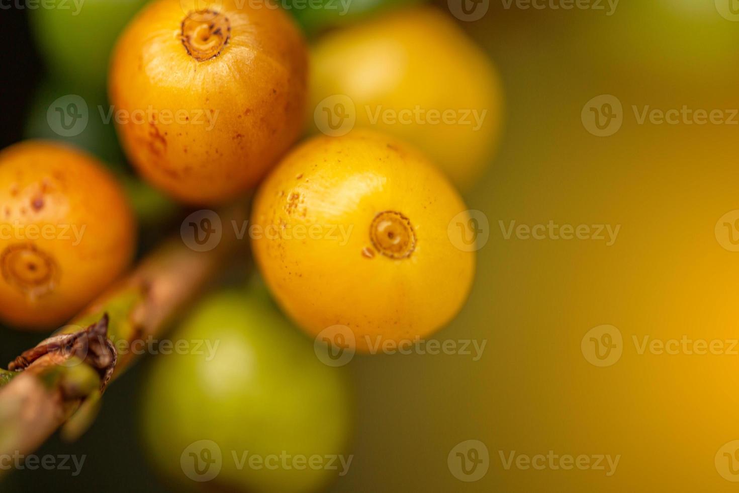 Coffee cherries. Coffee beans on coffee tree, branch of a coffee tree with ripe fruits with dew. Concept Image. photo