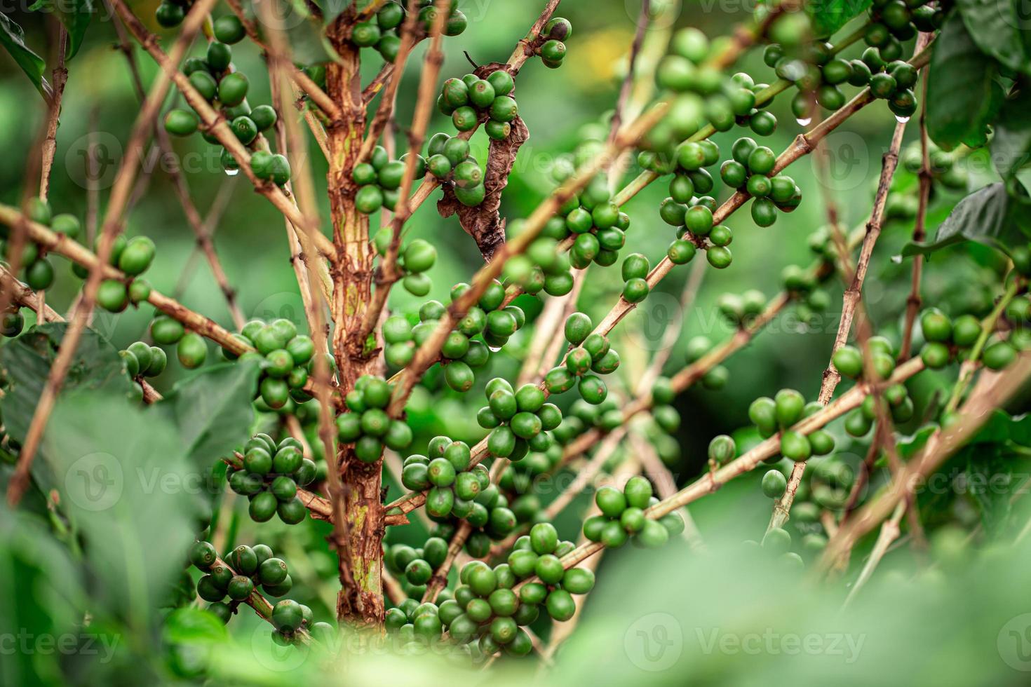 Coffee cherries. Coffee beans on coffee tree, branch of a coffee tree with ripe fruits with dew. Concept Image. photo