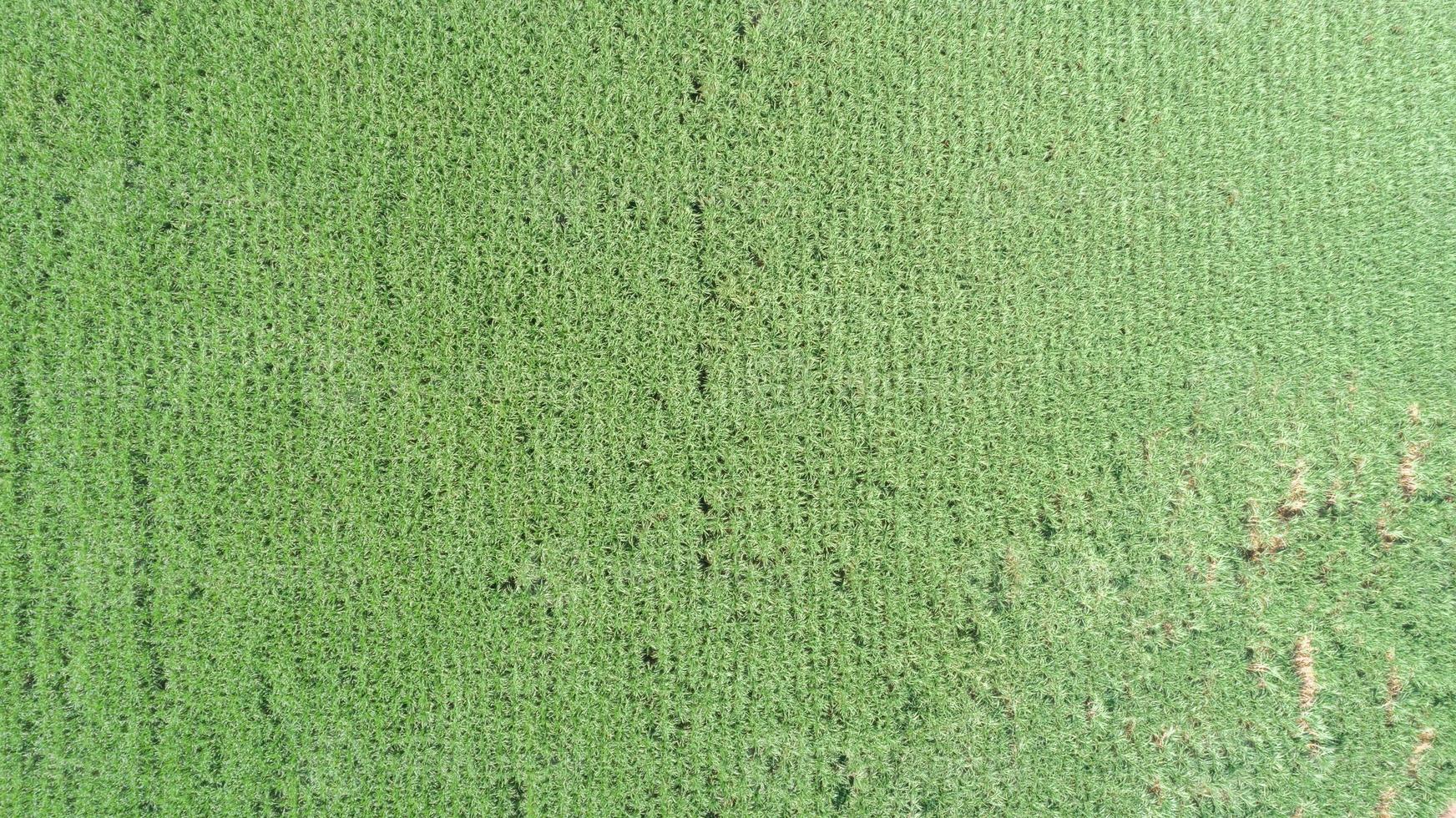 Sugar cane hasvest plantation aerial. Aerial top view of a agriculture fields. Sugar Cane farm. Sugar cane fields view from the sky. photo
