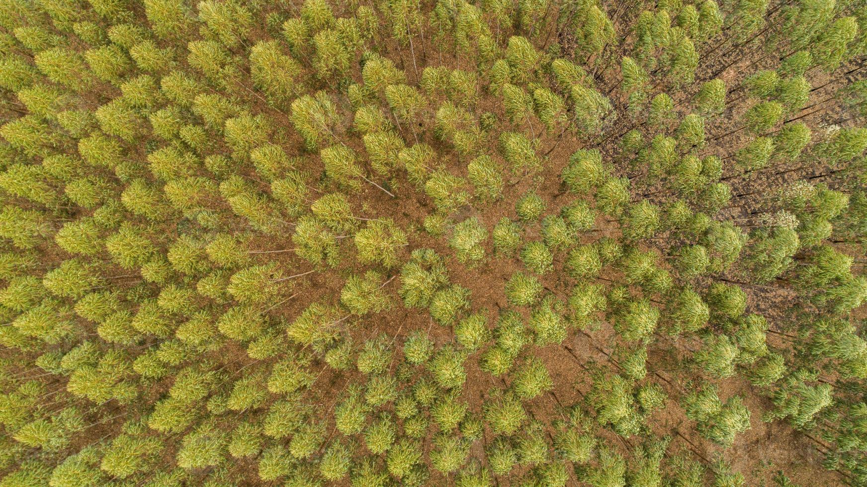 Plantation of eucalyptus trees, view from above. Eucalyptus forest. photo