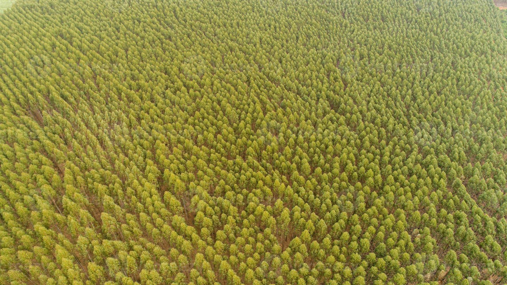 Plantation of eucalyptus trees, view from above. Eucalyptus forest. photo