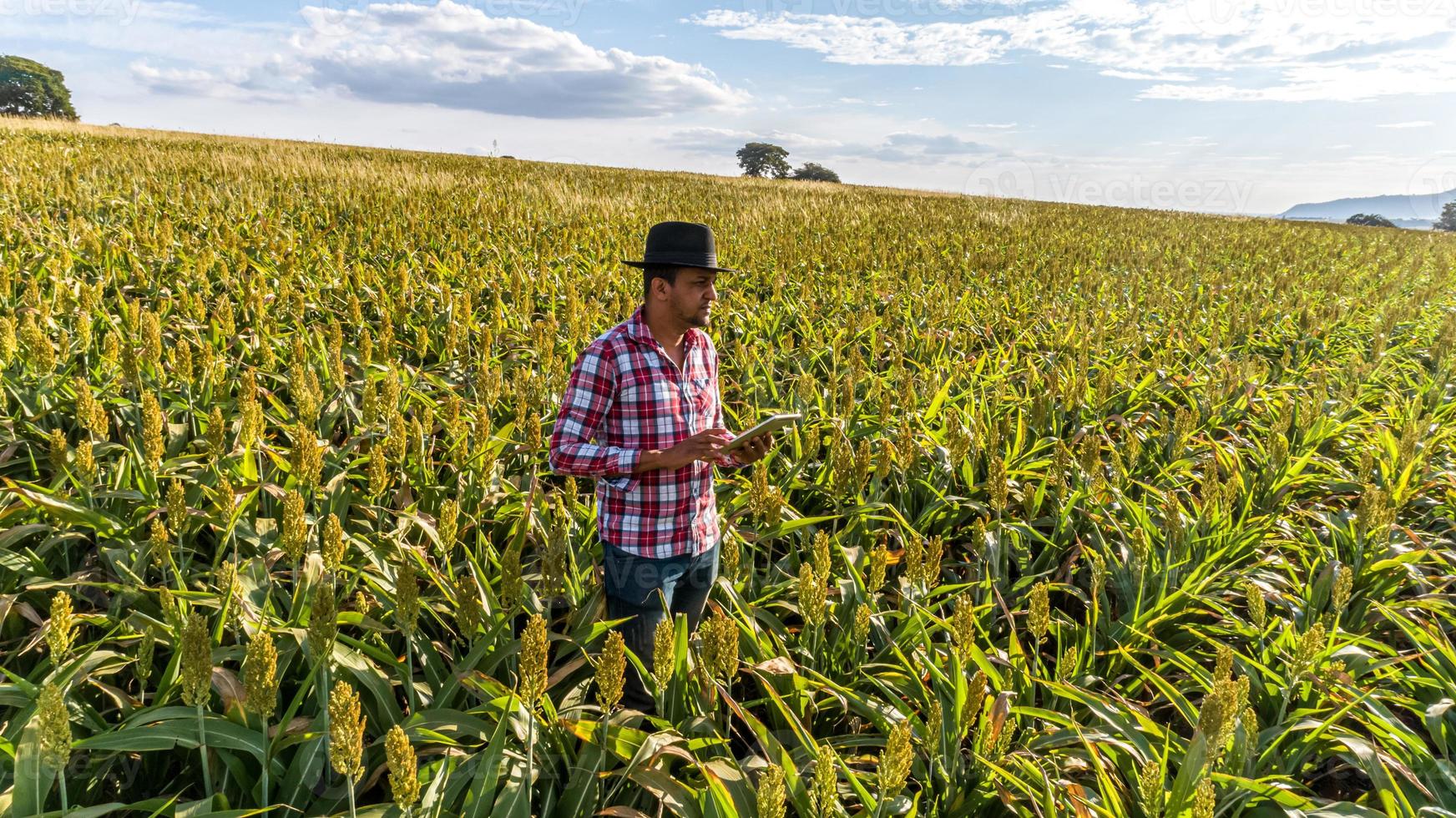 Agronomist holds tablet touch pad computer in the corn field and examining crops before harvesting. Agribusiness concept. Brazilian farm. photo