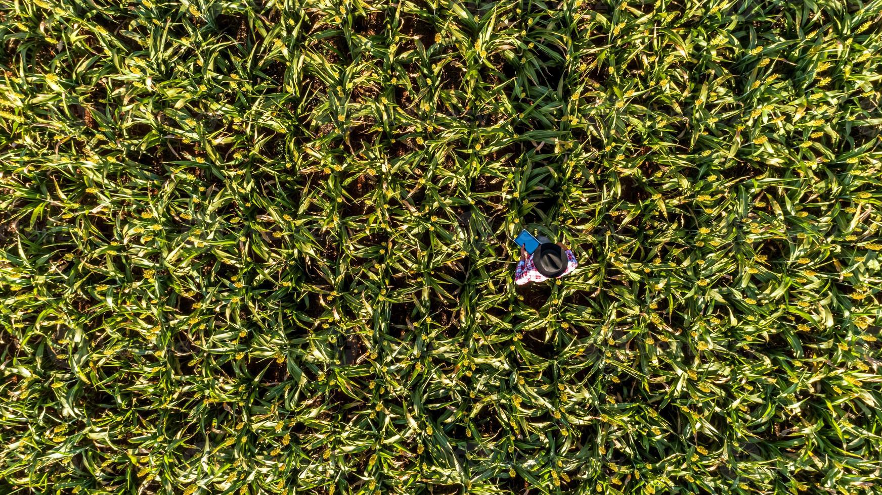 Top view of a agronomist holds tablet touch pad computer in the corn field and examining crops before harvesting. Agribusiness concept. Brazilian farm. photo