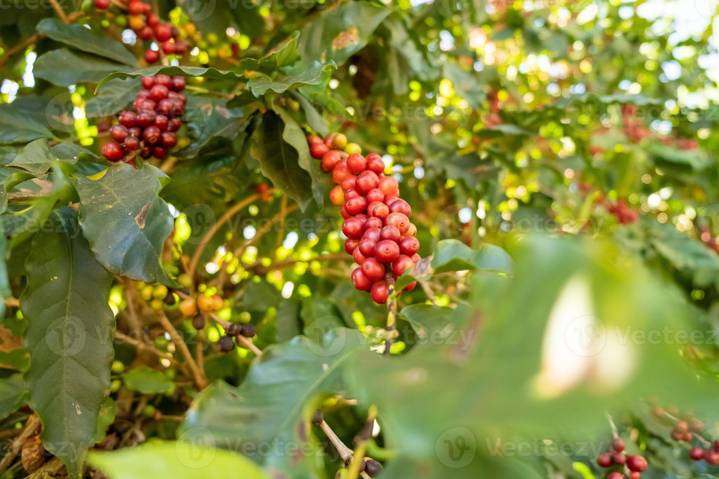 bayas de café arábica rojas frescas en el árbol en la finca de café, sul de minas, brasil, una utopía de productores de café. Granja organica. café brasileño. de cerca. suave luz del sol. foto