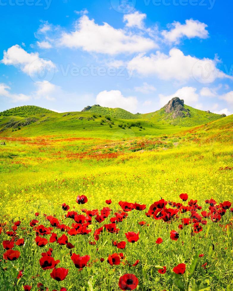 Tranquil scenic vibrant spring poppy flower landscape in sunny day. Summer  pristine fresh nature background 7466106 Stock Photo at Vecteezy