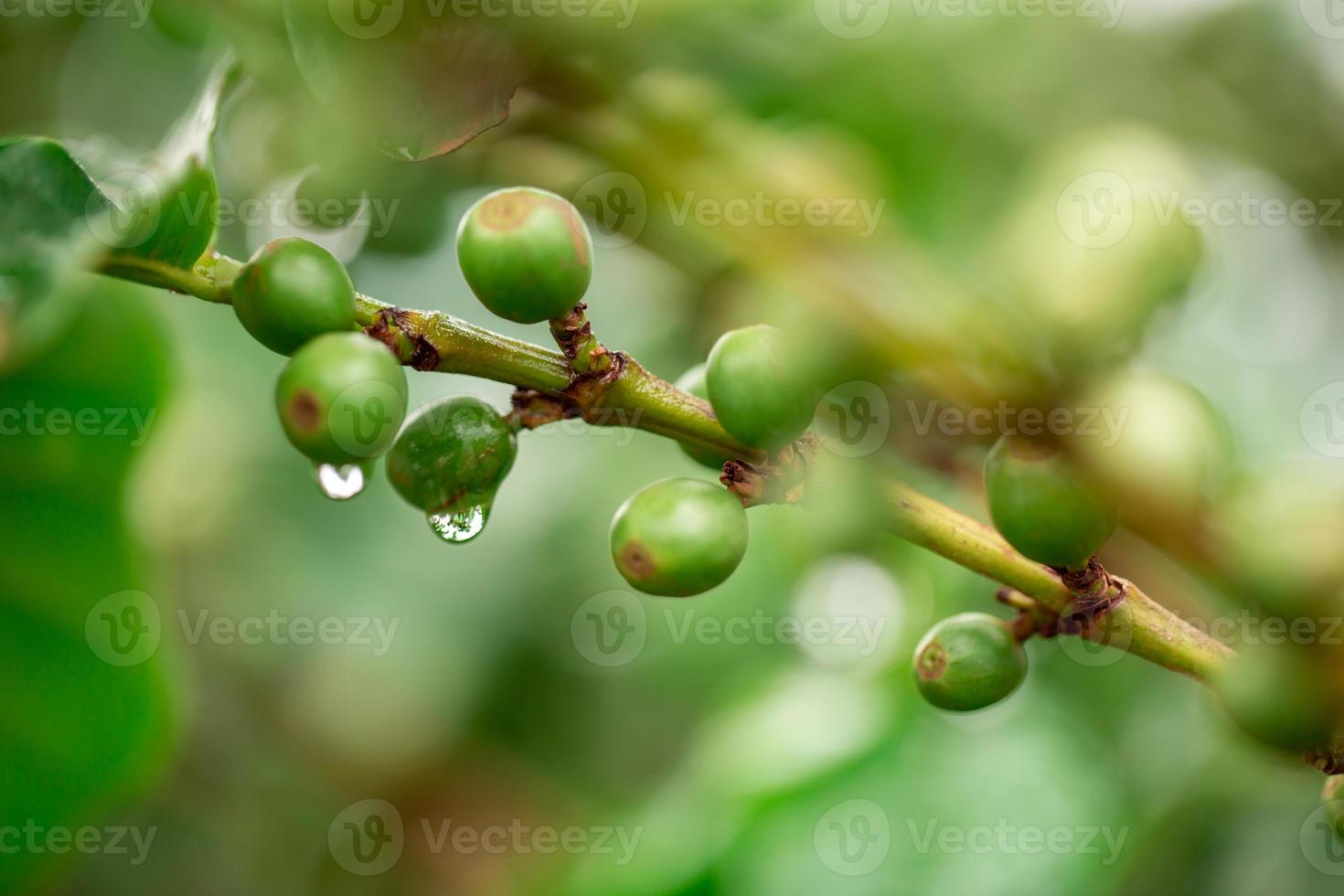 cerezas de cafe granos de café en el cafeto, rama de un cafeto con frutos maduros con rocío. imagen del concepto. foto