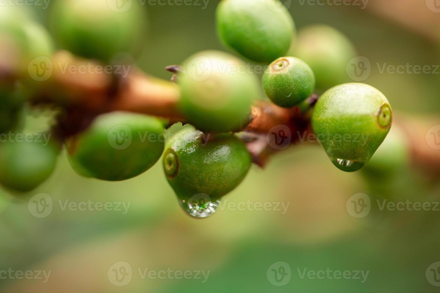 Coffee cherries. Coffee beans on coffee tree, branch of a coffee tree with ripe fruits with dew. Concept Image. photo