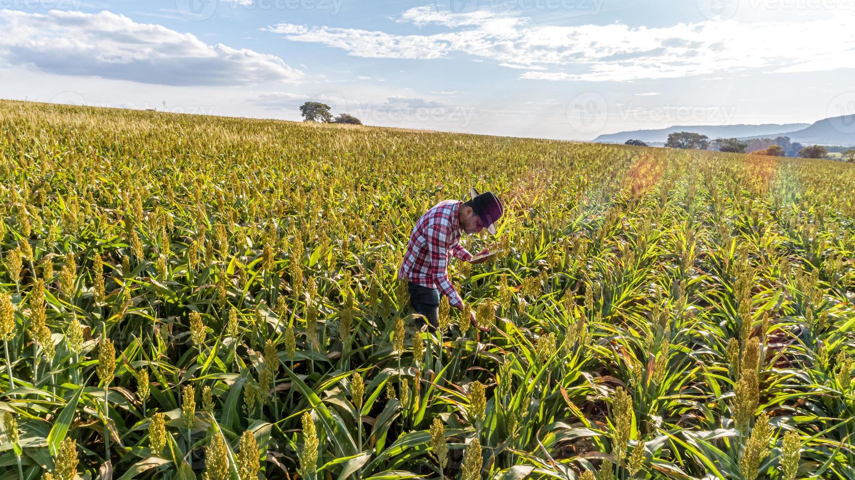 el agrónomo sostiene una computadora con tableta táctil en el campo de maíz y examina los cultivos antes de la cosecha. concepto de agronegocios. granja brasileña. foto