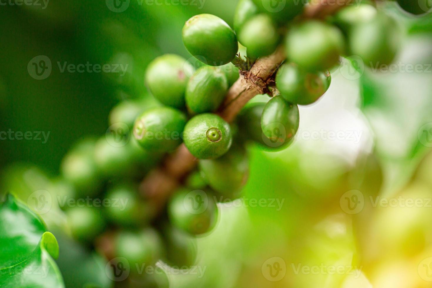 Coffee cherries. Coffee beans on coffee tree, branch of a coffee tree with ripe fruits with dew. Concept Image. photo