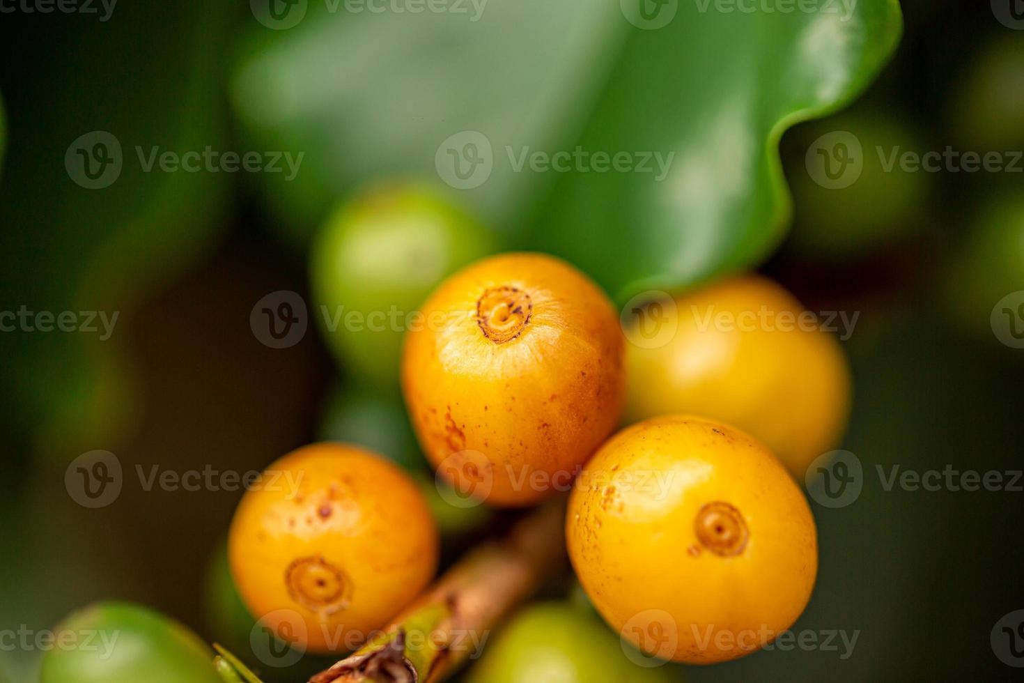 Coffee cherries. Coffee beans on coffee tree, branch of a coffee tree with ripe fruits with dew. Concept Image. photo