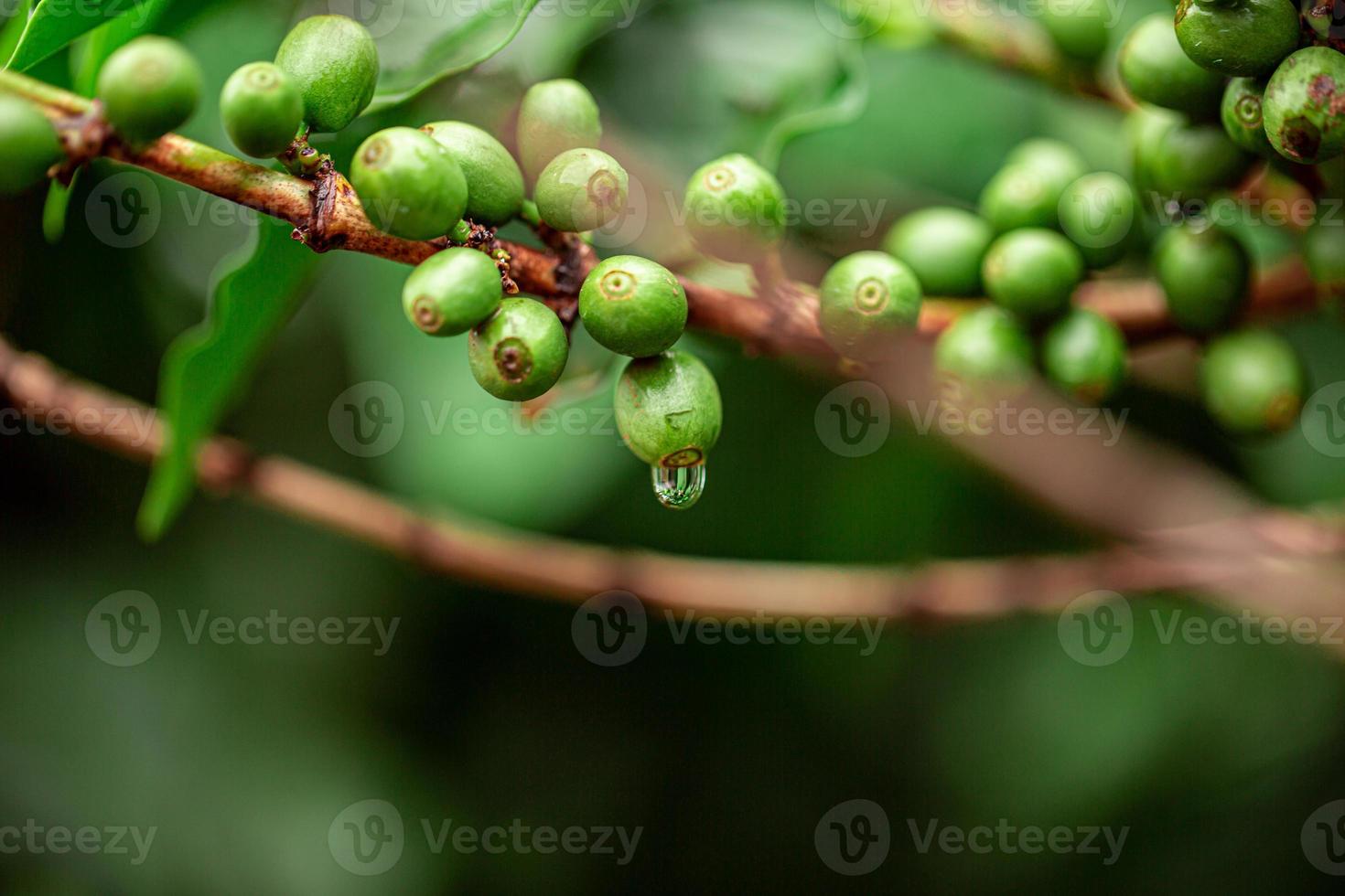 Coffee cherries. Coffee beans on coffee tree, branch of a coffee tree with ripe fruits with dew. Concept Image. photo
