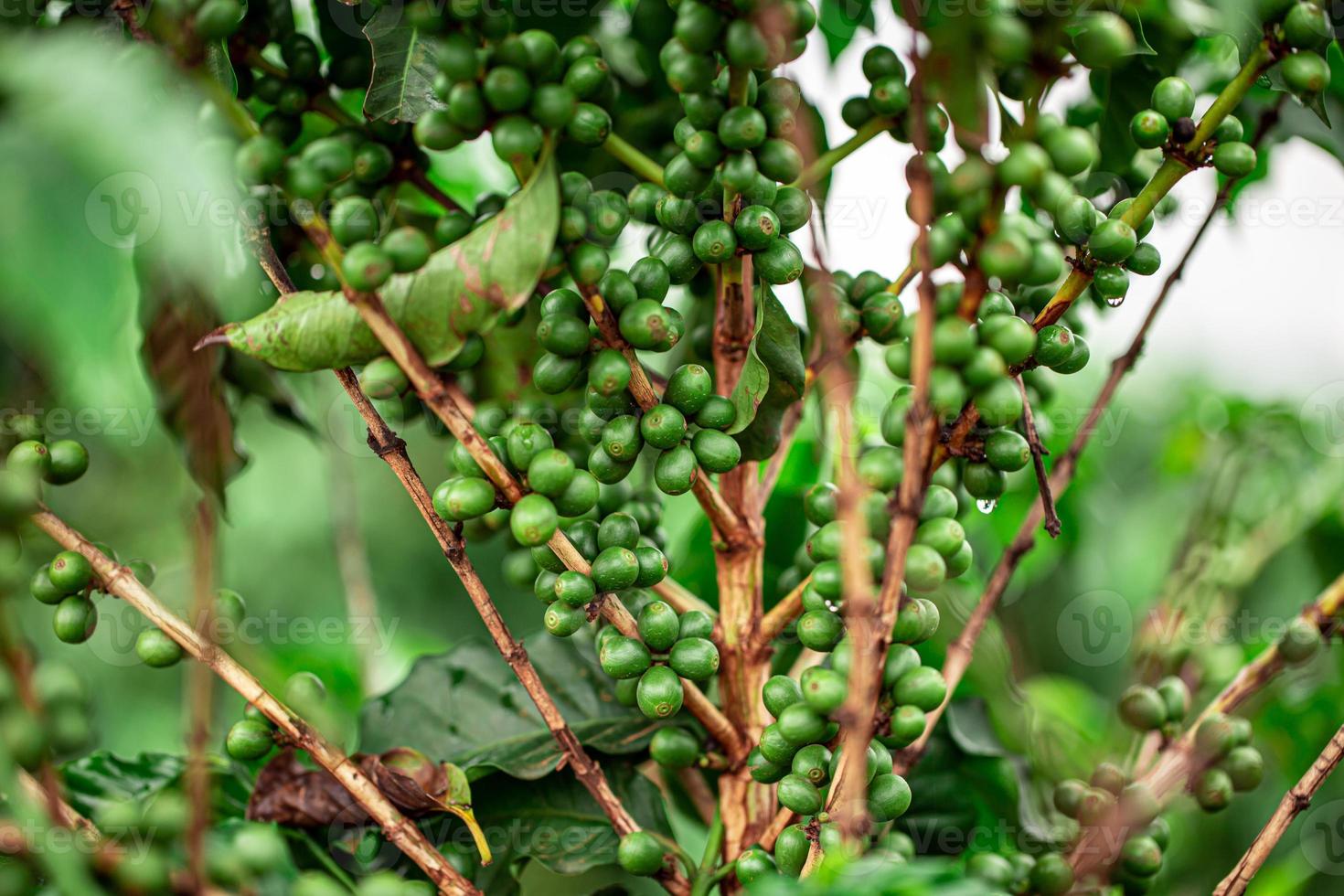 cerezas de cafe granos de café en el cafeto, rama de un cafeto con frutos maduros con rocío. imagen del concepto. foto