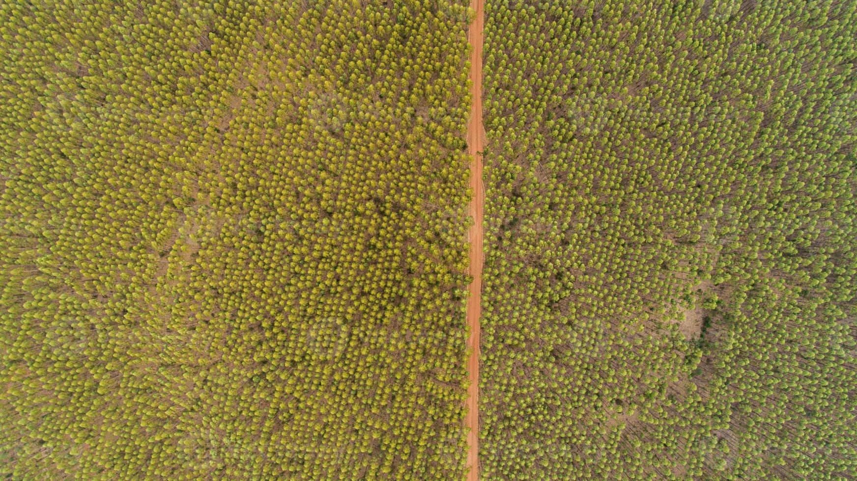 Plantation of eucalyptus trees, view from above. Eucalyptus forest. photo