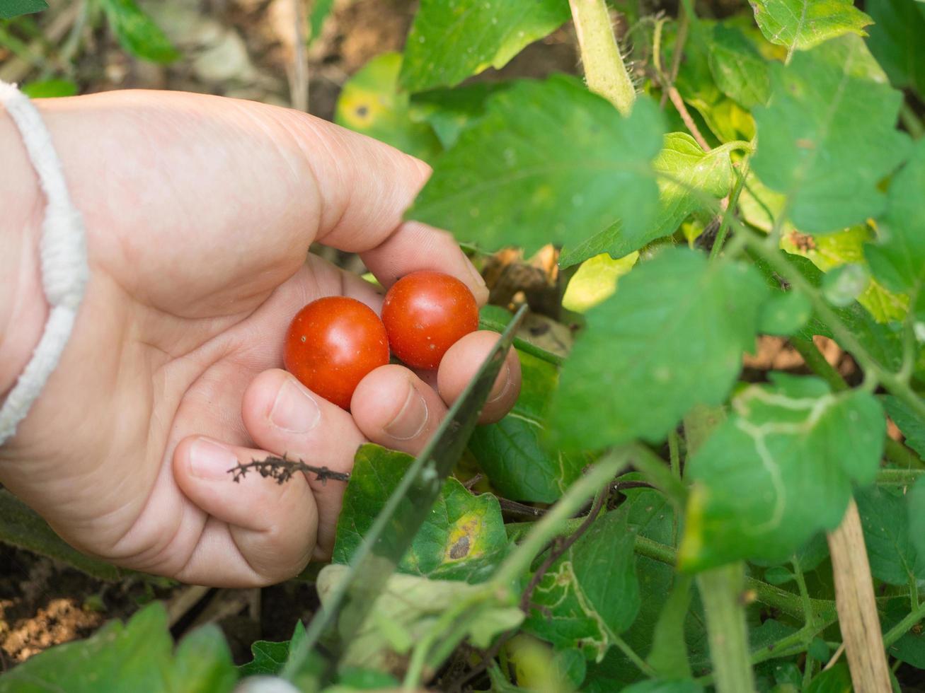 primer plano de manos de mujer cosechando tomates orgánicos en un jardín foto