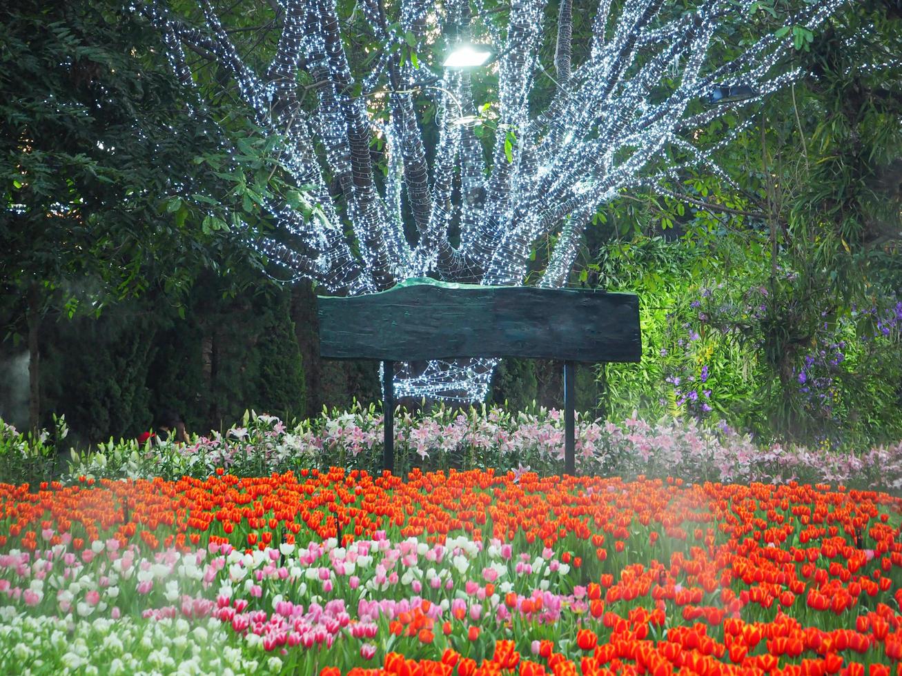 Colorful tulips blooming in the garden photo