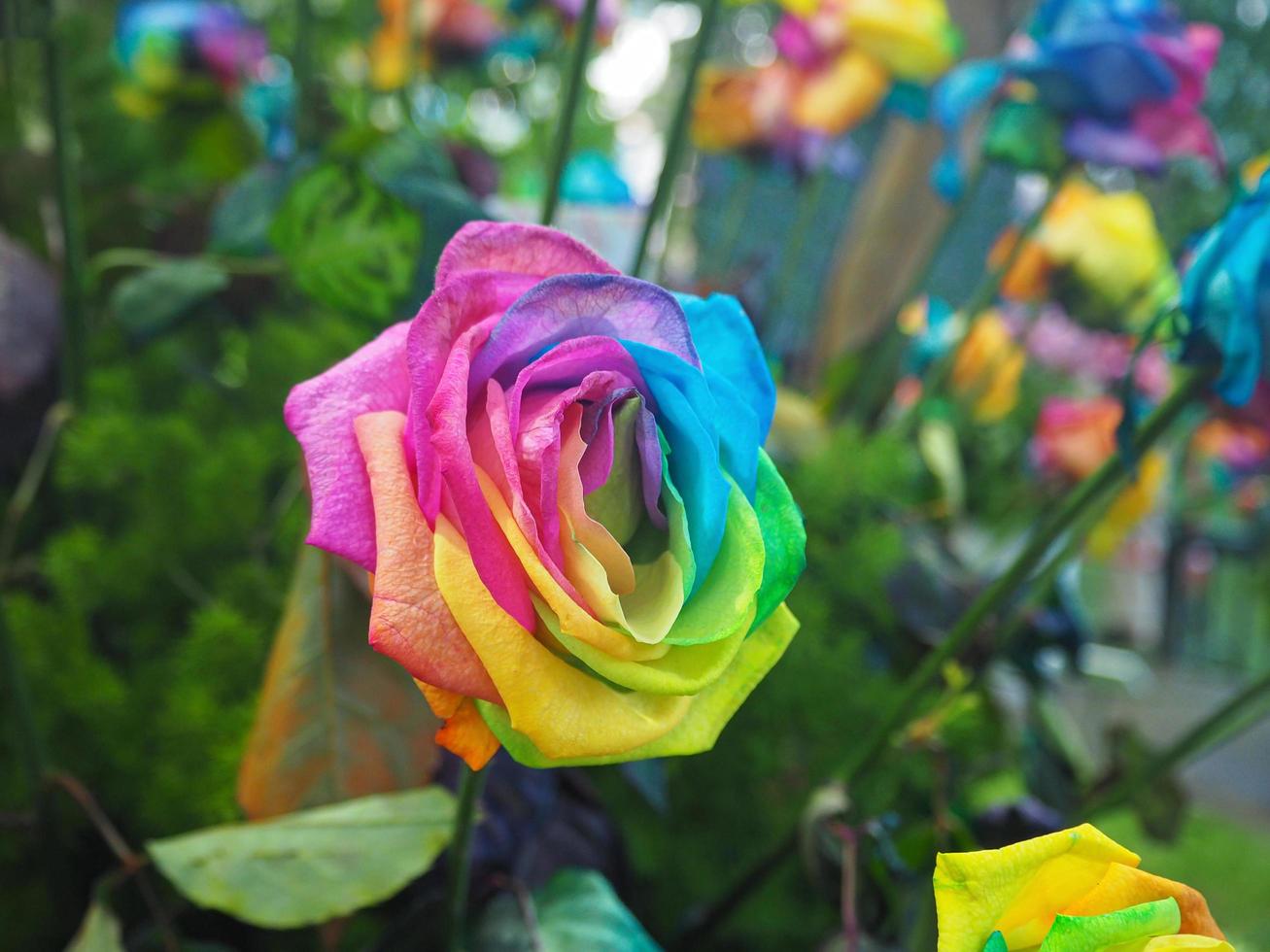 Close-up of rainbow rose are blooming in the garden photo