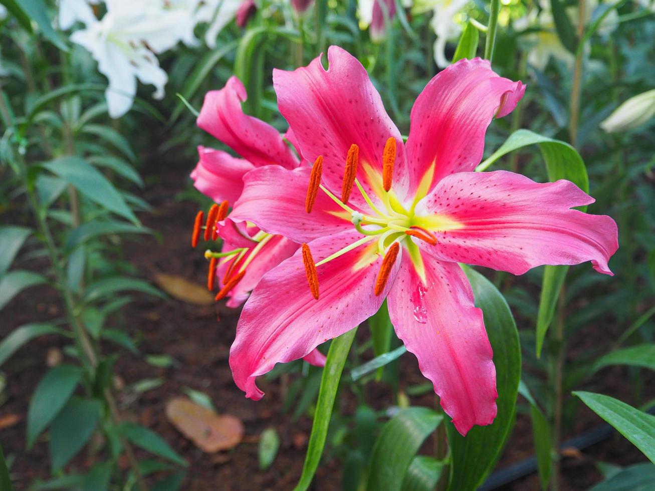 Close-up of pink lily flower are blooming in the garden photo