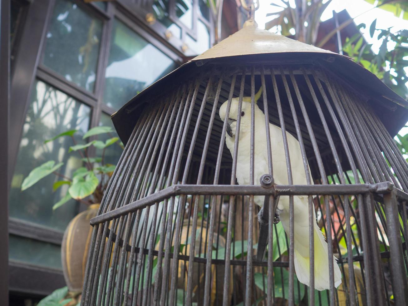 Beautiful white parrot in a cage photo