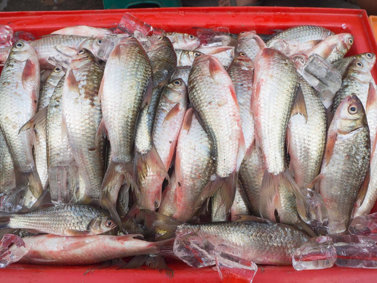 carpa de barro siamesa a la venta en el mercado foto