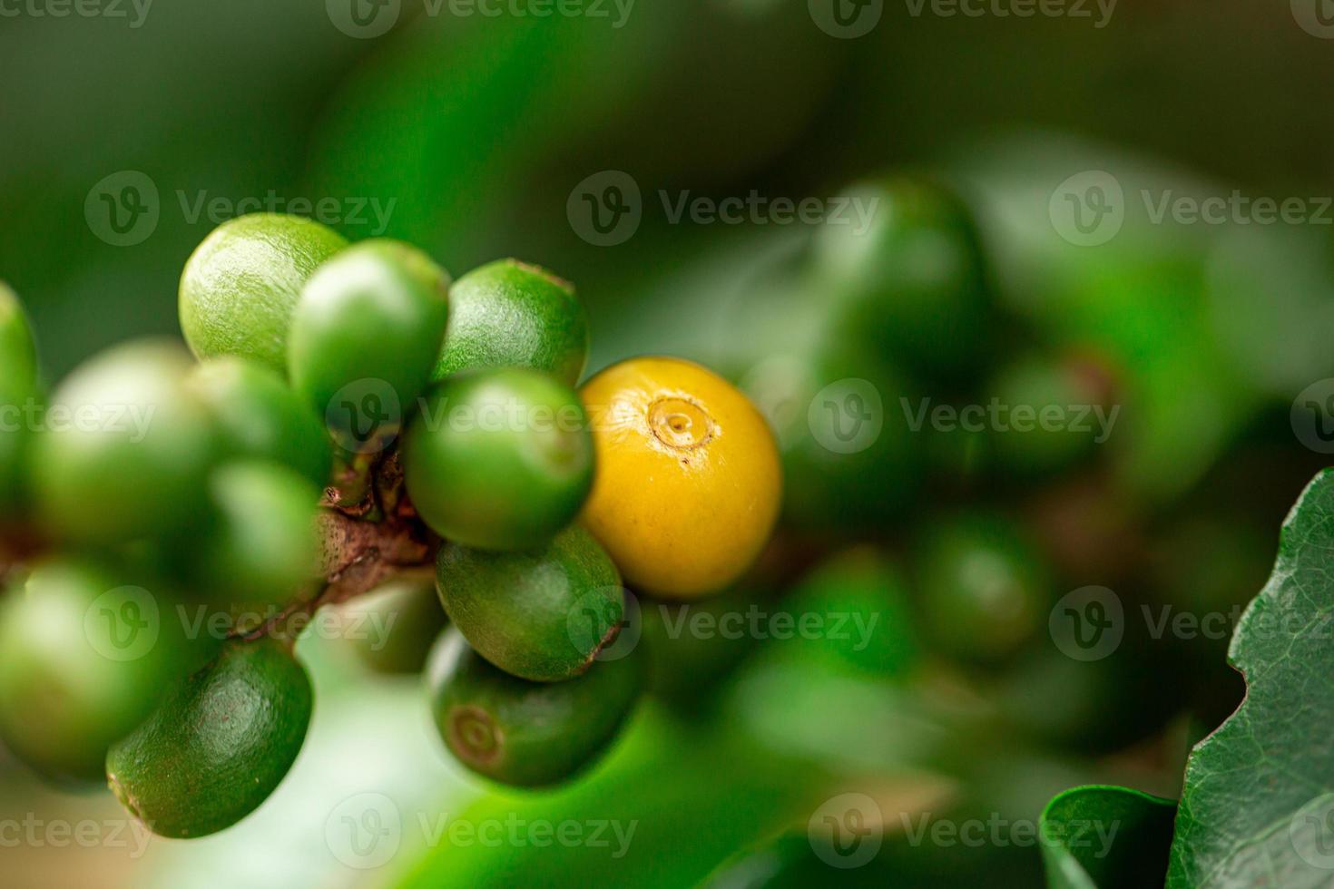 Coffee cherries. Coffee beans on coffee tree, branch of a coffee tree with ripe fruits with dew. Concept Image. photo