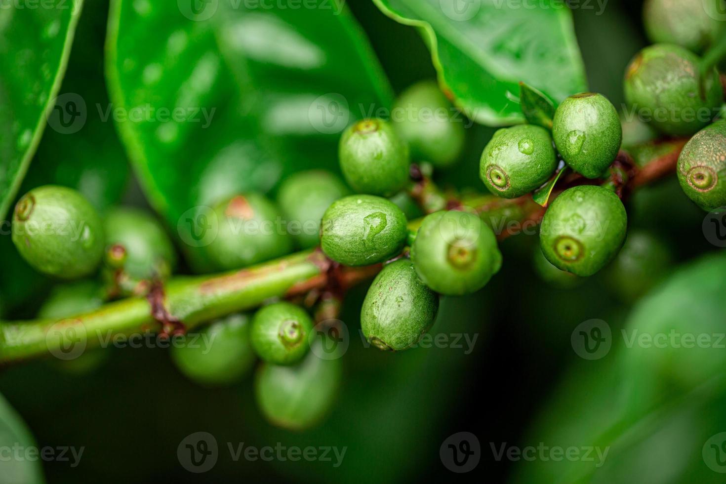 Coffee cherries. Coffee beans on coffee tree, branch of a coffee tree with ripe fruits with dew. Concept Image. photo