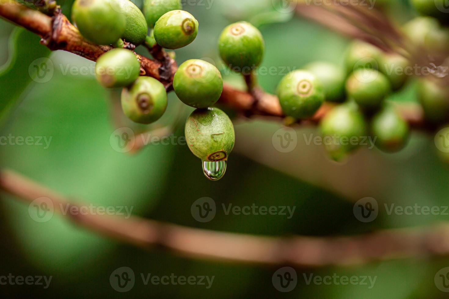 Coffee cherries. Coffee beans on coffee tree, branch of a coffee tree with ripe fruits with dew. Concept Image. photo