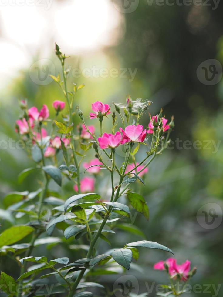 flor de rosa rosa floreciendo en el jardín borroso de fondo natural, concepto de espacio de copia para escribir diseño de texto en el fondo frontal para pancarta, tarjeta, papel tapiz, página web, tarjeta de felicitación día de san valentín foto