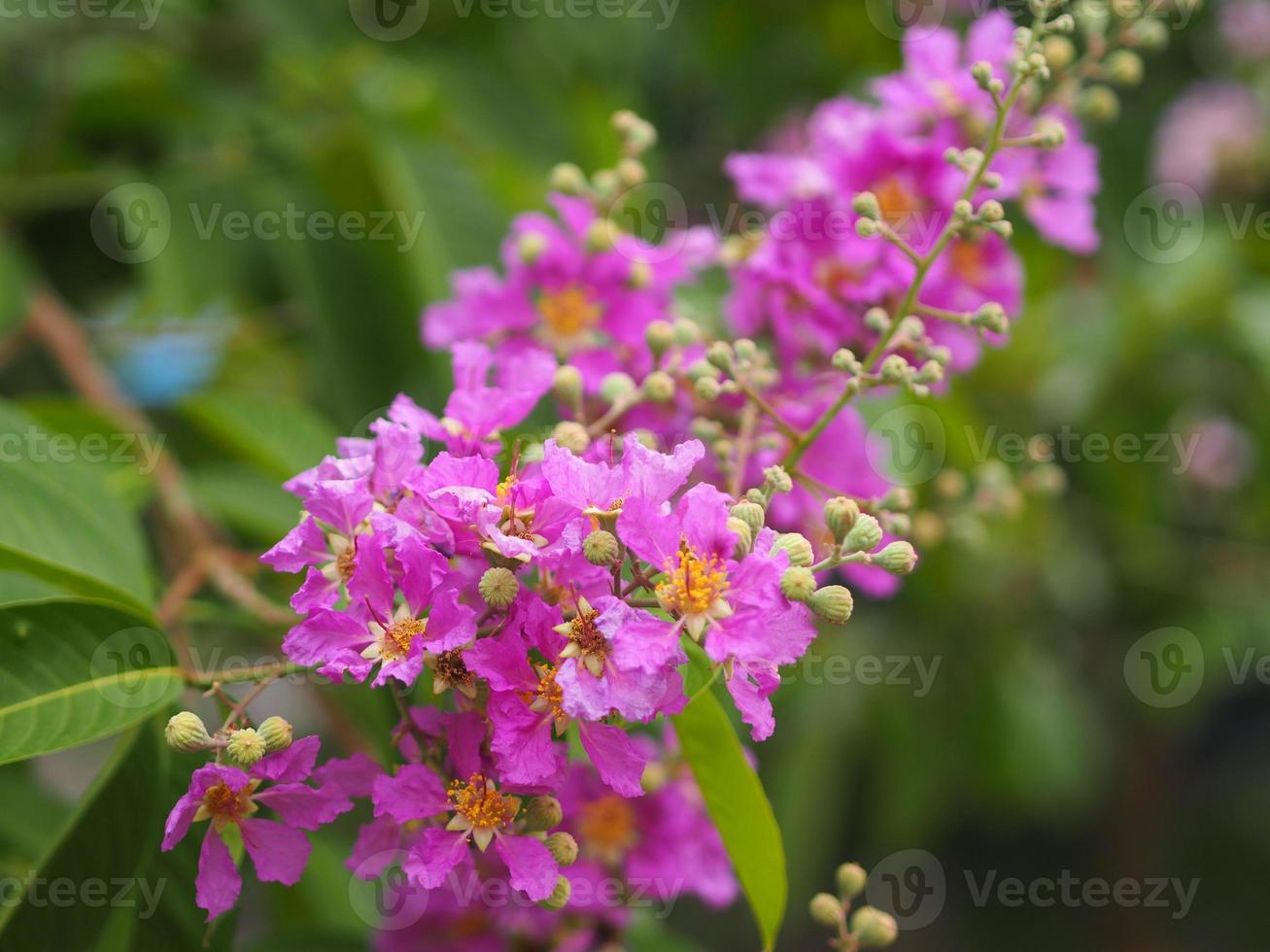 bungor, lagerstroemia floribunda jack ex blume árbol de flores violetas en el fondo de la naturaleza del jardín foto