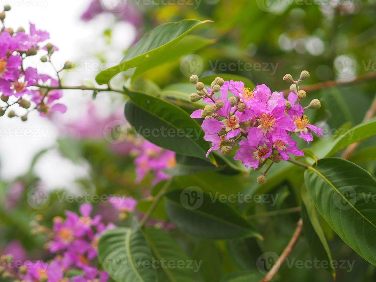 Bungor, Lagerstroemia floribunda Jack ex Blume violet flower tree in garden nature background photo