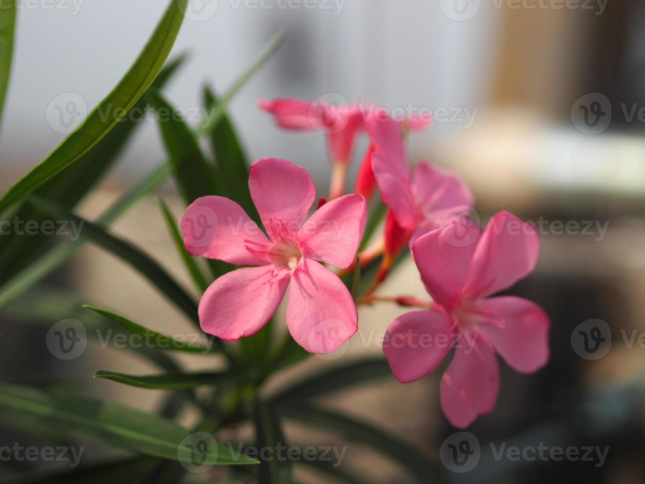 Sweet Oleander, Rose Bay, Nerium oleander name pink flower tree in garden on blurred of nature background, leaves are single oval shape, The tip and the base of the pointed smooth not thick hard photo