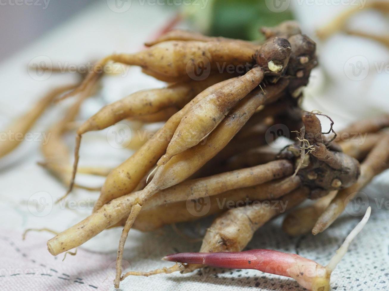 boesenbergia rotunda, kaempferia cochinchinensis gagnep, curcuma rotunda boesenbergia pandurate kaempferia ovata roscoe, kaempferia pandurata roxb fresca, covid19 coronaviruable alimento tailandés hierba os foto