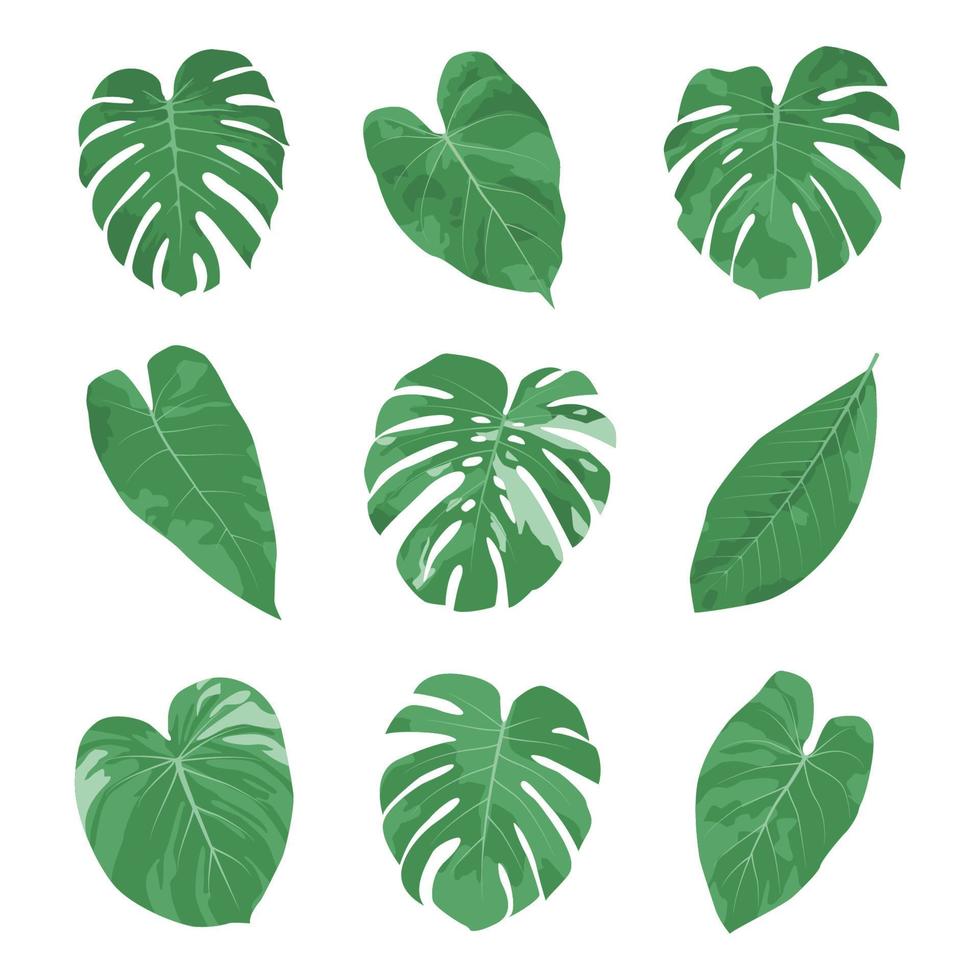 Tropical leaves set in watercolor and hand drawn style. vector