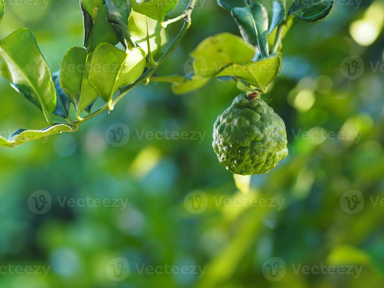Leaves kaffir lime, Leech Lime Citrus hystrix DC Scientific name rough skin green vegetable on tree in garden nature background photo