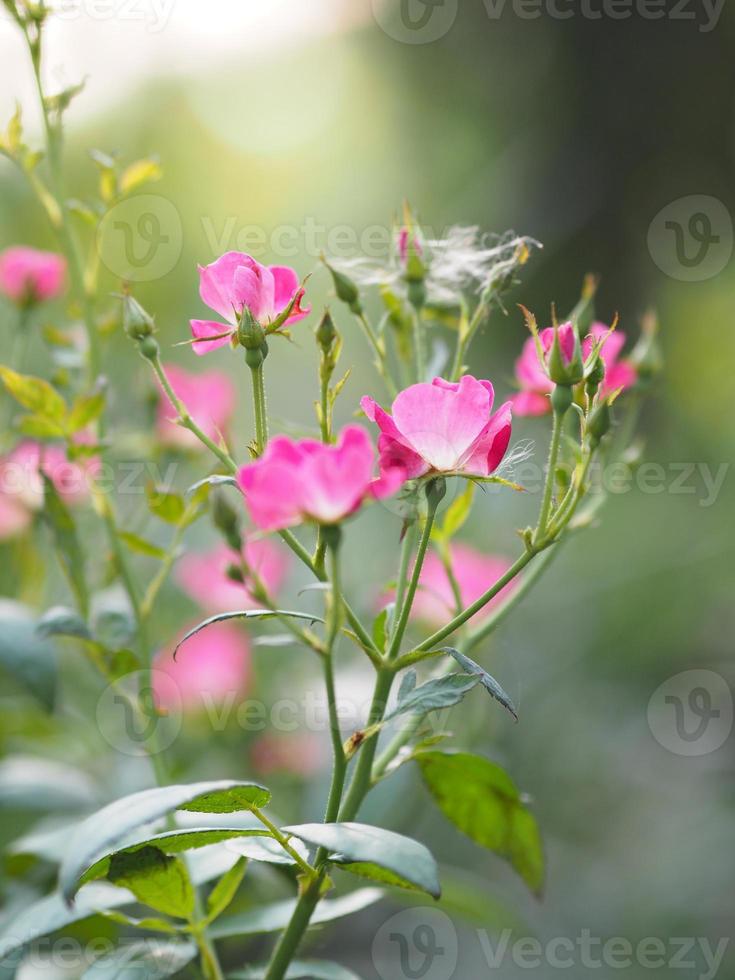 flor de color rosa rosa floreciendo en el jardín borroso de fondo natural, concepto de espacio de copia para escribir diseño de texto en el fondo frontal para pancarta, tarjeta, papel tapiz, página web, tarjeta de felicitación día de san valentín foto