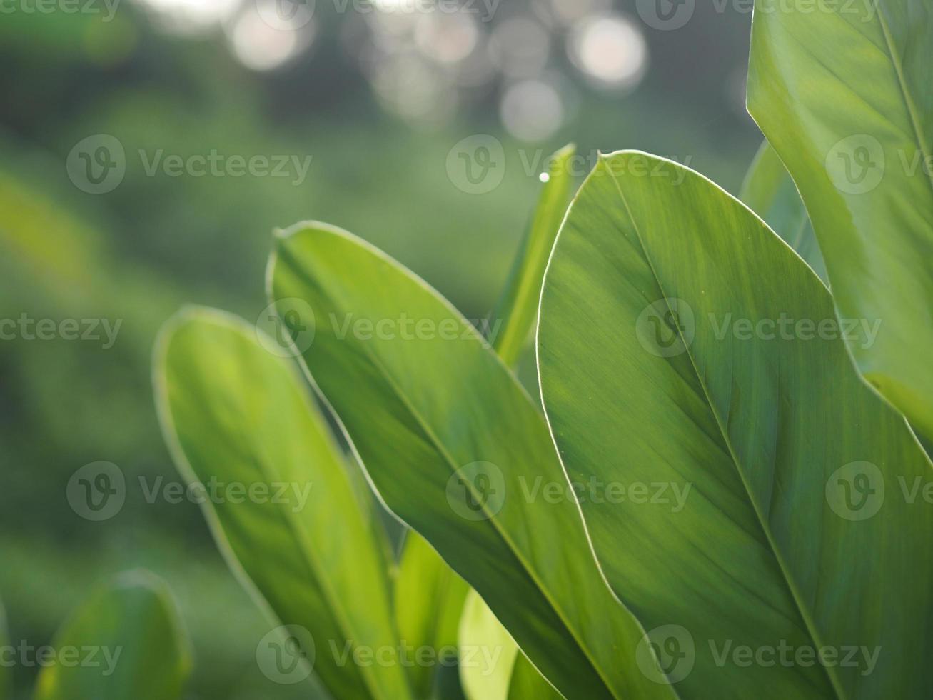 Closeup nature view of green leaf in garden at summer under sunlight. Natural green plants landscape using as a background or wallpaper. photo