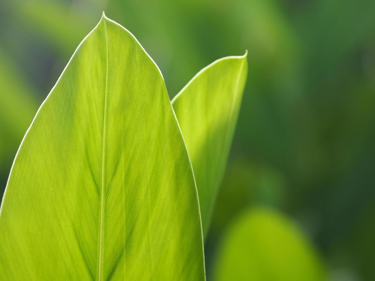 Closeup nature view of green leaf in garden at summer under sunlight. Natural green plants landscape using as a background or wallpaper. photo