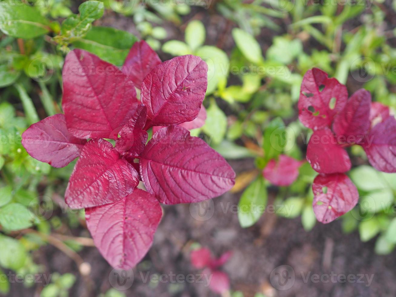 Amaranthus viridis, Amaranthaceae red leaves vegetable fresh blooming in garden, nature food background photo