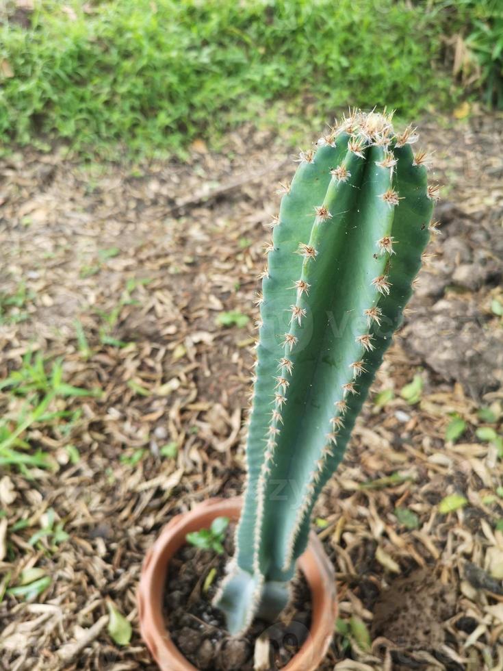 Cereus peruvianus, Fairy castle Cactus tree green trunk has sharp spikes around blooming in terracotta porcelain pot photo