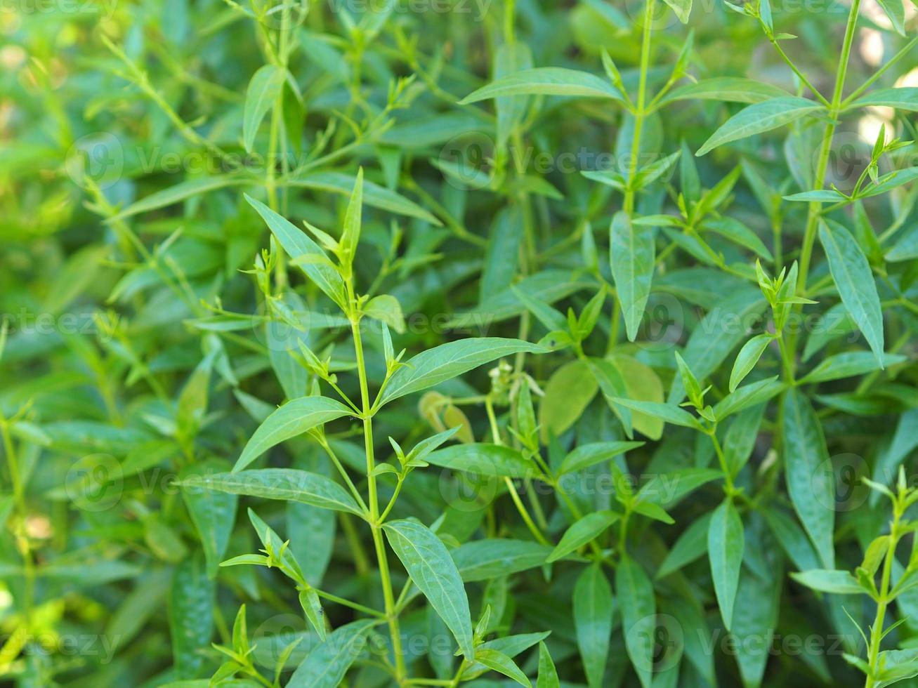 King of bitters scientific name Andrographis paniculata Burm, Wall. Ex Nees, Fah Talai jhon, Thai herbs relieve sore throat, reduce fever, heat up the cold green leaves tree coronavirus, covid-19 photo