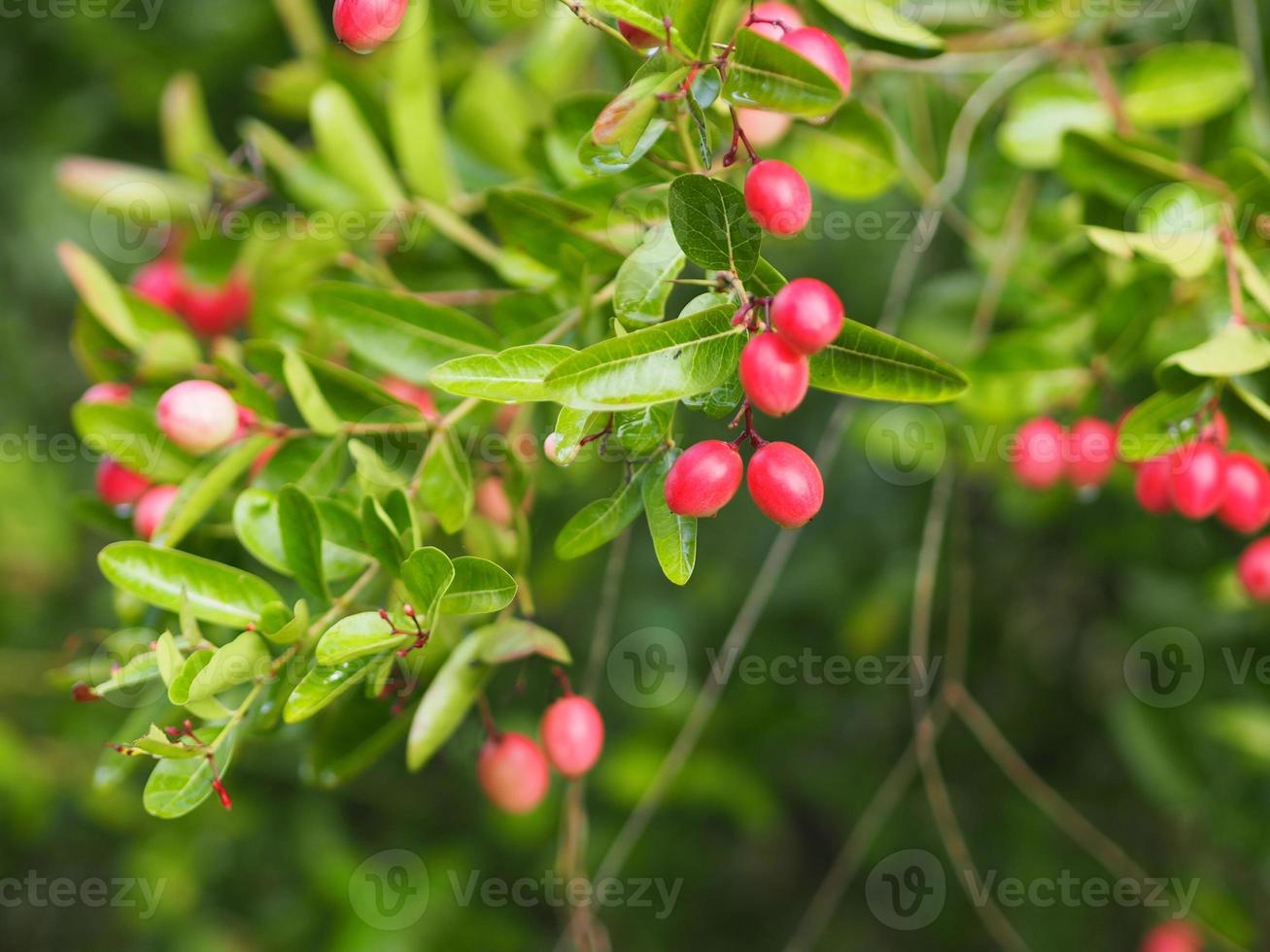 Karonda Fruit Carissa carandas Lblooming. Karanda Carunda Christ's thorn, Apocynaceae tree  in garden background photo