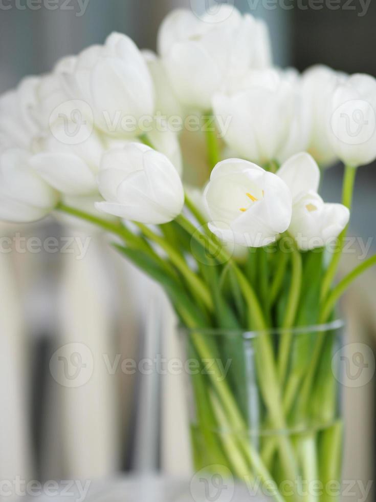 white tulip bouquet beautiful booming in clear grass on blurred of background photo