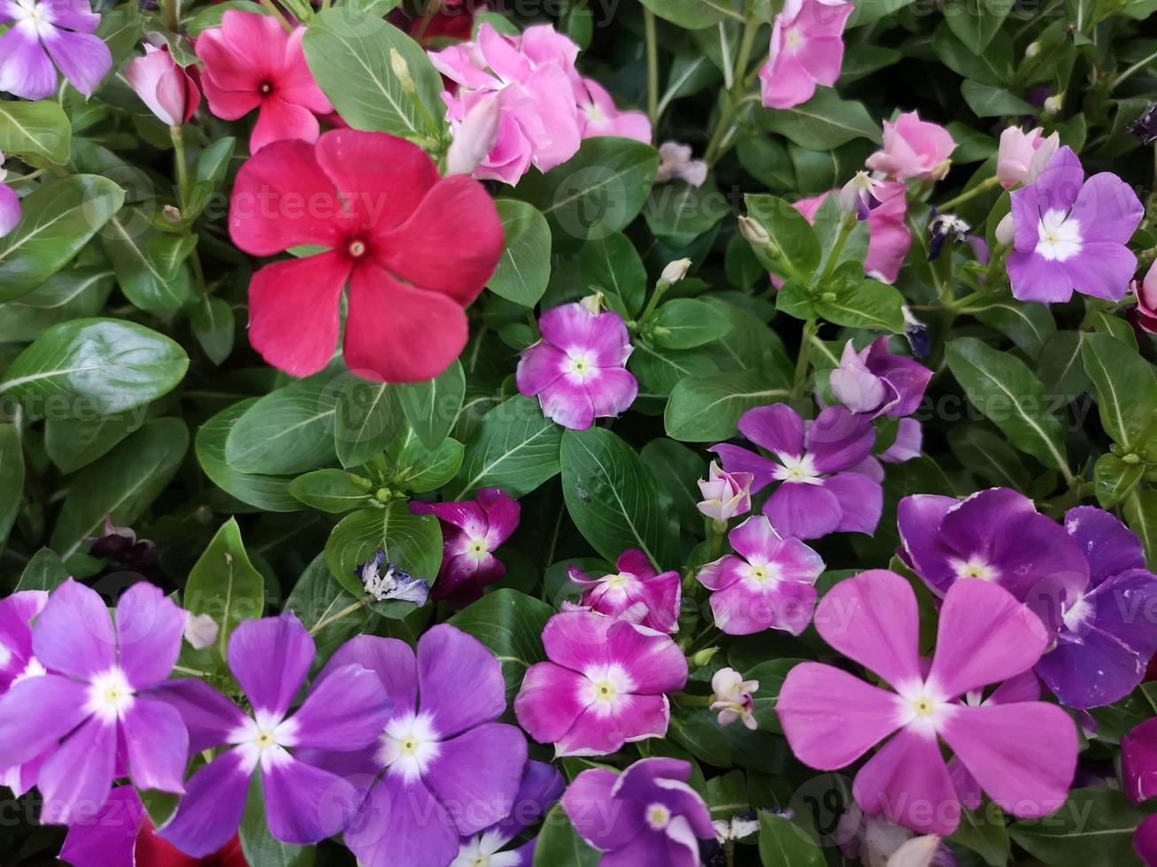 Cayenne Jasmine ,Periwinkle, Catharanthus rosea, Madagascar Periwinkle, Vinca, Apocynaceae name flower pink color springtime in garden on blurred of nature background photo