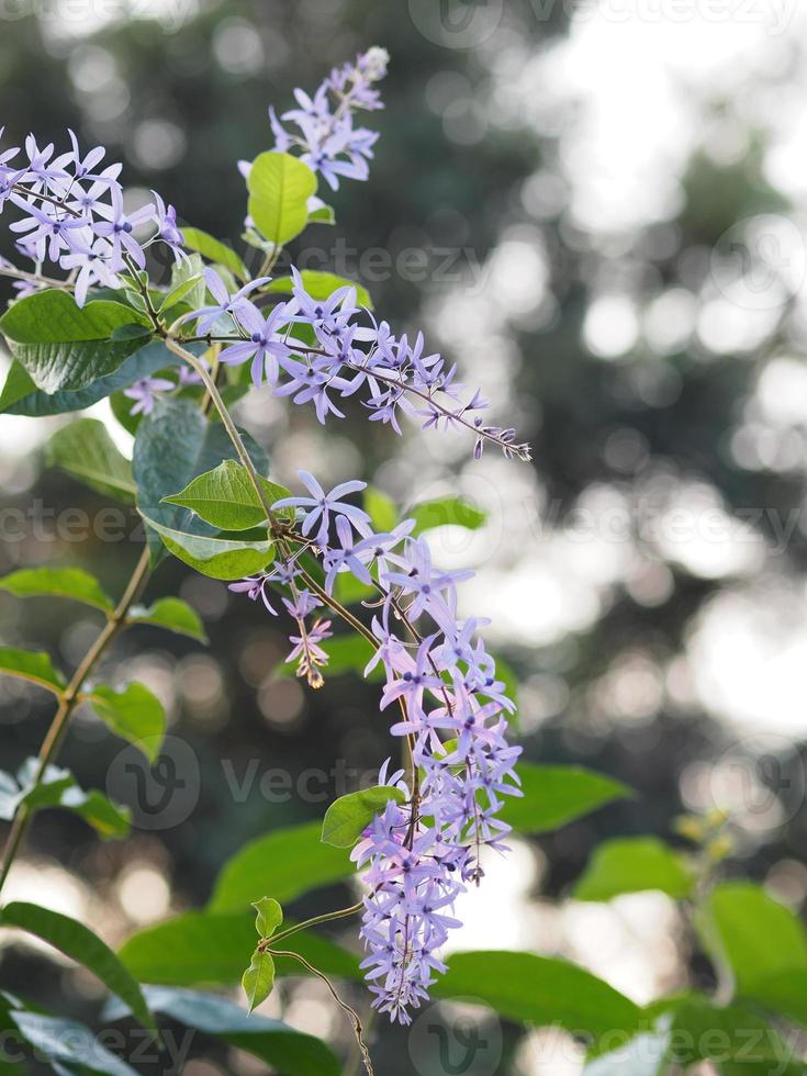 Purple Wreath, Queen's Wreath, Sandpaper Vine, Petrea volubilis flower beautiful bunch bouquet blooming in garden on blurred of nature background photo