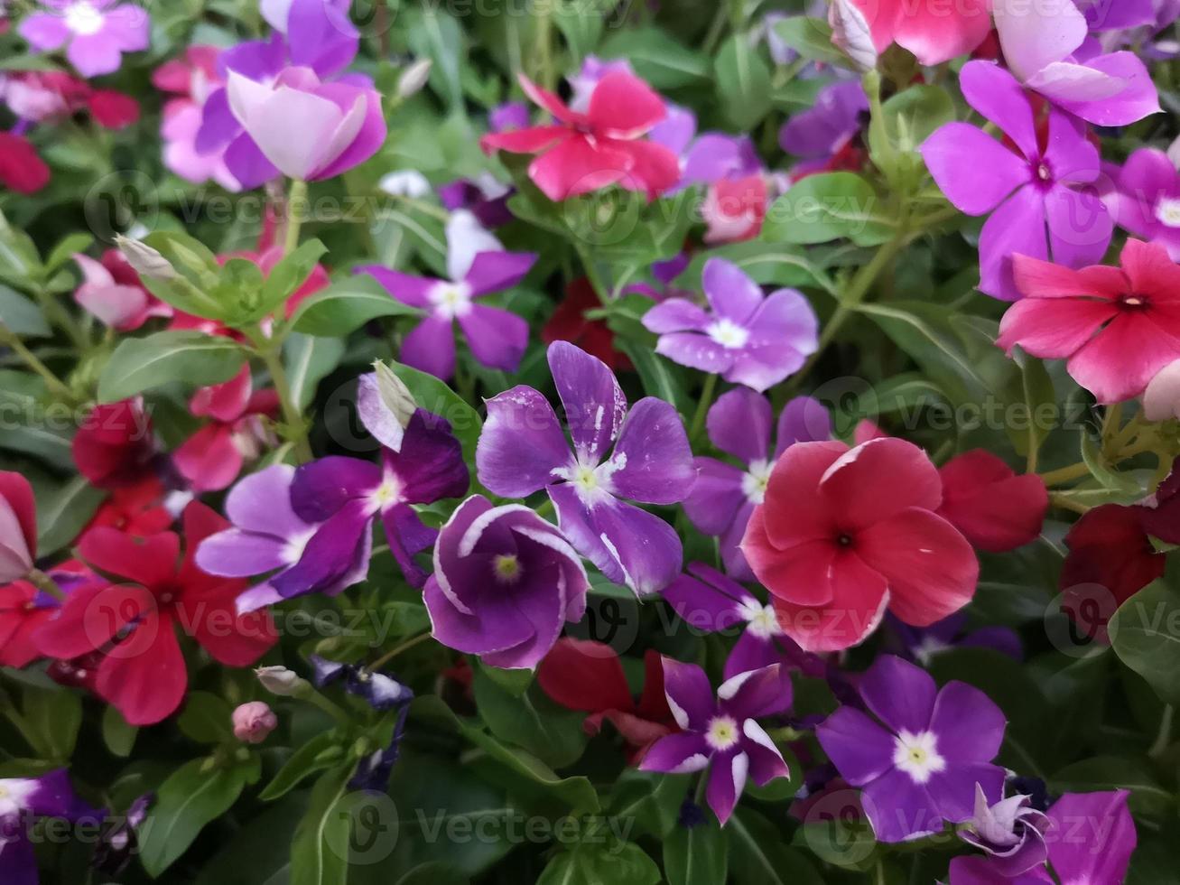 jazmín de cayena, bígaro, catharanthus rosea, bígaro de madagascar, vinca, apocynaceae nombre flor color rosa primavera en el jardín sobre un fondo borroso de la naturaleza foto